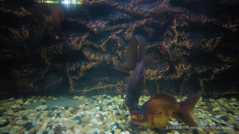 觀賞魚(yú)好看視頻（探索水下世界的奧秘）