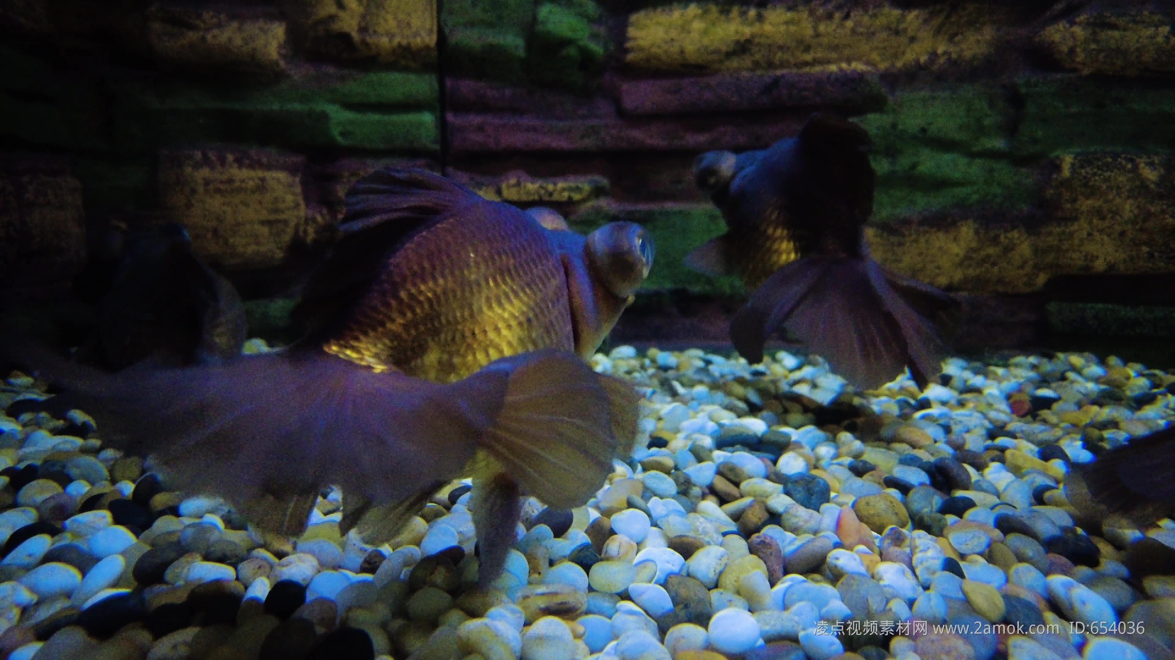 觀賞魚(yú)好看視頻（探索水下世界的奧秘）