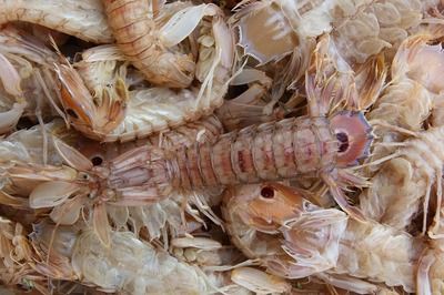 印尼大湖紅龍魚圖片高清（印尼大湖紅龍魚圖片高清大全）