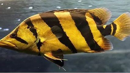 如何辨別蘇虎魚的性別，蘇虎魚性別鑒定技巧