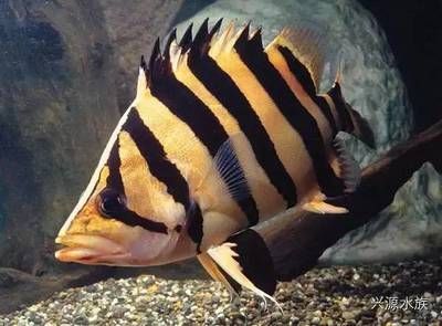 如何辨別蘇虎魚的性別，蘇虎魚性別鑒定技巧