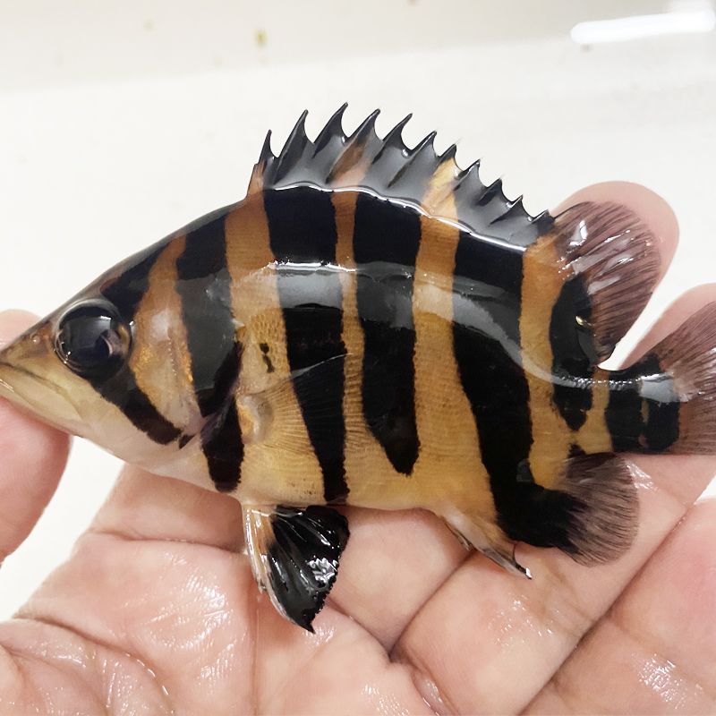如何辨別蘇虎魚的性別，蘇虎魚性別鑒定技巧