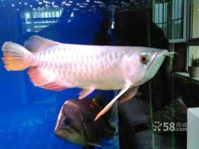 唐山龍魚vs唐山水族批發市場vs唐山水族館vs唐山魚缸批發市場vs祥龍魚場：唐山水族市場