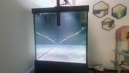 龍魚缸底養(yǎng)什么魚，龍魚缸底養(yǎng)魚應考慮水質條件、光照強度、空間大小以及個人喜好