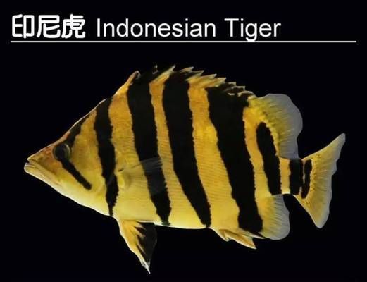 泰國虎魚品種及特征對比，泰國虎魚品種及特征對比分析