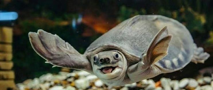 豬鼻龜多長時間喂一次：豬鼻龜喂多少合適