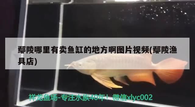 鄢陵哪里有賣魚缸的地方啊圖片視頻(鄢陵漁具店)