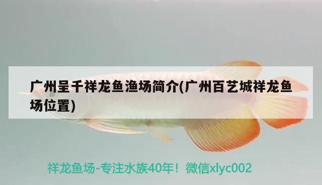 廣州呈千祥龍魚漁場簡介(廣州百藝城祥龍魚場位置)