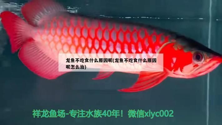 龍魚不吃食但是狀態(tài)挺好用下藥嗎vs祥龍魚場(chǎng)：龍魚不吃食怎么辦