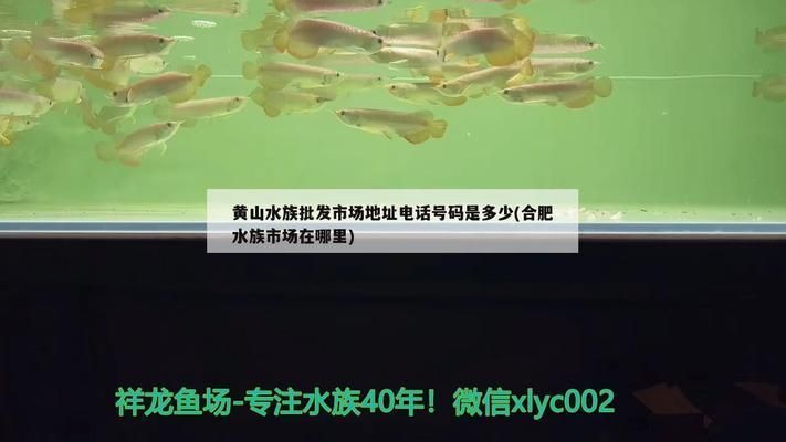 合肥龍魚vs合肥水族批發市場vs合肥水族館vs合肥魚缸批發市場vs祥龍魚場：合肥水族市場以及祥龍魚場