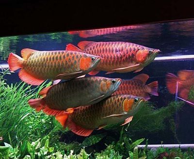 過背金龍魚能長多長的魚苗呢怎么養(yǎng)活：養(yǎng)殖過背金龍魚魚苗需要注意的幾個方面
