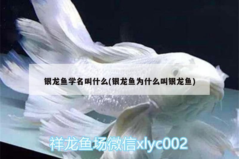 銀龍魚學(xué)名叫什么(銀龍魚為什么叫銀龍魚)