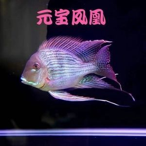 元寶鳳凰魚自然增色方法:元寶鳳凰魚的自然增色方法 元寶鳳凰魚百科 第4張 元寶鳳凰魚自然增色方法:元寶鳳凰魚的自然增色方法 元寶鳳凰魚自然增色方法:元寶鳳凰魚的自然增色方法 元寶鳳凰魚百科 第4張