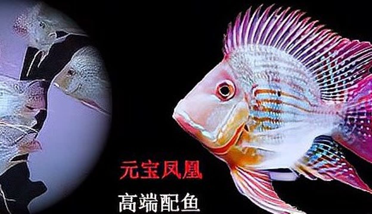 元寶鳳凰魚自然增色方法:元寶鳳凰魚的自然增色方法 元寶鳳凰魚百科 第6張 元寶鳳凰魚自然增色方法:元寶鳳凰魚的自然增色方法 元寶鳳凰魚自然增色方法:元寶鳳凰魚的自然增色方法 元寶鳳凰魚百科 第6張