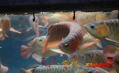 過背金龍魚用什么背景好：過背金龍魚燈光選擇技巧