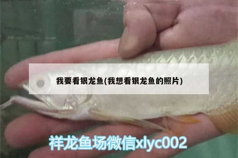 我要看銀龍魚(我想看銀龍魚的照片)