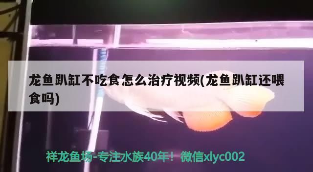 龍魚趴缸還喂食嗎為什么呢vs祥龍魚場：龍魚在趴缸狀態下是否還需要喂食