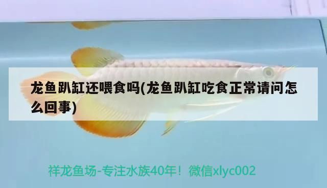 龍魚趴缸還喂食嗎為什么呢vs祥龍魚場：龍魚在趴缸狀態下是否還需要喂食