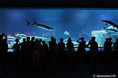 水族館誰負(fù)責(zé)管理：水族館的管理責(zé)任通常由水母館或水族館管理委員會(huì)承擔(dān)