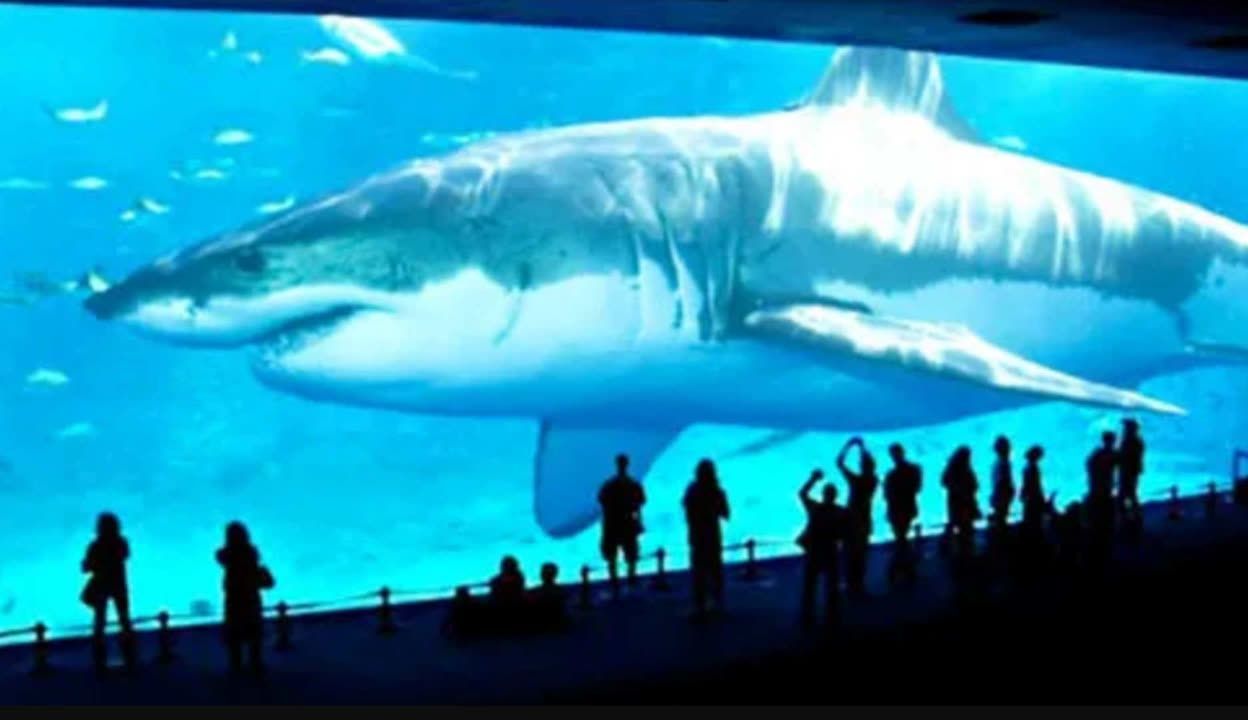 水族館誰負(fù)責(zé)管理：水族館的管理責(zé)任通常由水母館或水族館管理委員會(huì)承擔(dān)