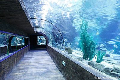 水族館誰負責管理：水族館的管理責任通常由水母館或水族館管理委員會承擔