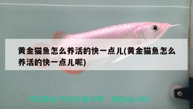 黃金貓魚怎么養活的快一點兒(黃金貓魚怎么養活的快一點兒呢)