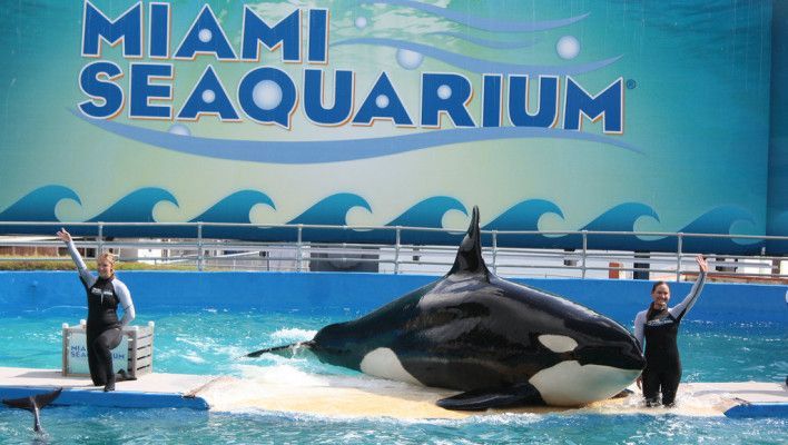 水族館是做什么的啊英語（水族館如何教育公眾海洋哺乳動物在水族館的生活）