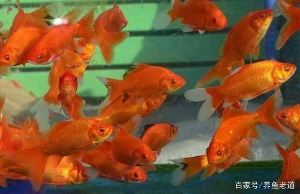 孔雀魚燒尾，原因、預防與治療全解析，孔雀魚燒尾的原因、預防措施及治療方法全解析