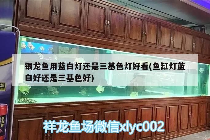 銀龍魚用藍白燈還是三基色燈好看(魚缸燈藍白好還是三基色好)