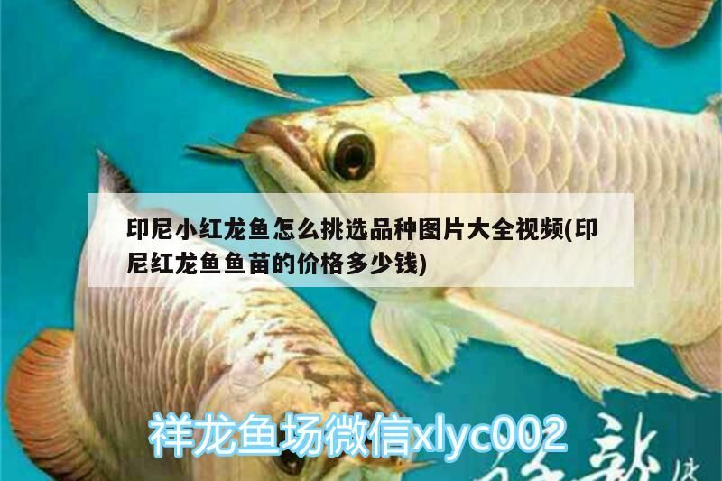 印尼小紅龍魚怎么挑選品種圖片大全視頻(印尼紅龍魚魚苗的價格多少錢)