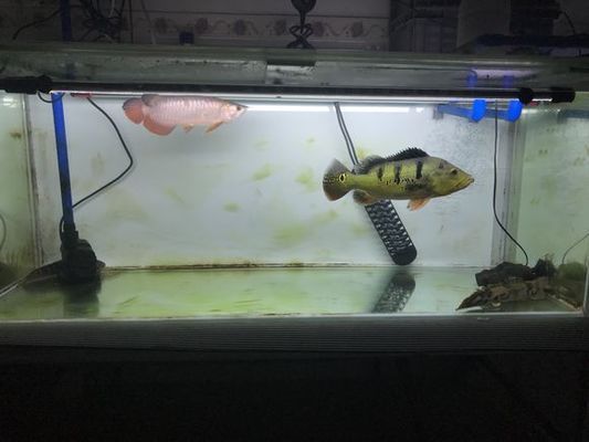 酒店魚缸，奢華與寧靜的水下藝術，奢華水下藝術，酒店魚缸中的寧靜美學