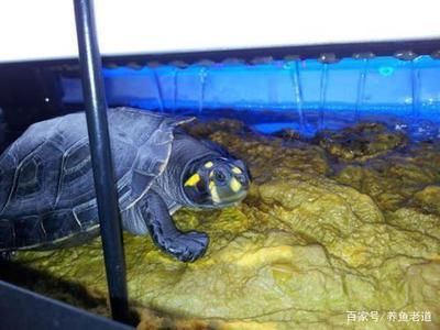 豬鼻龜身上白色腐爛漂浮水面不動：豬鼻龜背甲白色腐爛)-龍魚批發病癥狀鑒別方法