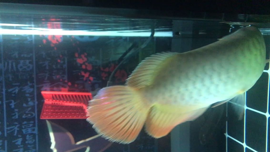 南陽魚缸批發在哪里啊最近地址的簡單介紹