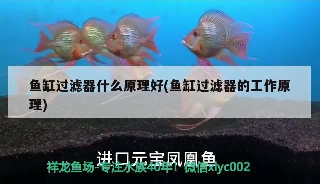 魚缸過濾器什么原理好(魚缸過濾器的工作原理)