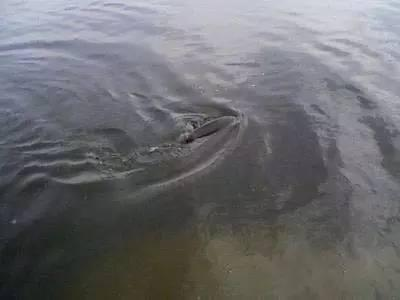 雷龍魚可以兩條一起養嗎？混養指南與注意事項，雷龍魚混養指南，能否兩條同養及注意事項
