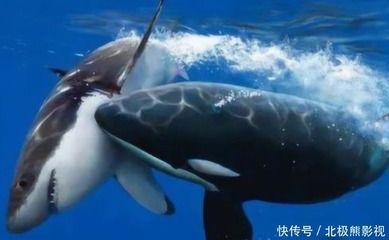 虎鯨與鯊魚(yú)的生態(tài)關(guān)系，虎鯨與鯊魚(yú)在海洋生態(tài)系統(tǒng)中既有競(jìng)爭(zhēng)關(guān)系也有捕食關(guān)系