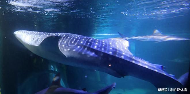 海洋生物在水族館中的適應性（水族館如何模擬深海環境,水族館生物的日常護理方法）
