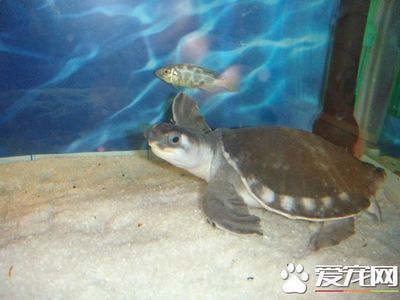 豬鼻龜值錢嗎