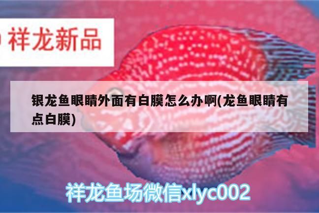 銀龍魚眼睛外面有白膜怎么辦啊(龍魚眼睛有點(diǎn)白膜)