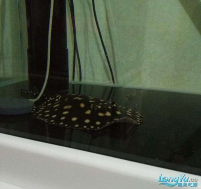 魟魚后面翹起來是什么魚：魟魚后面翹起來是什么魚[需手動填充]魚后面翹起來是什么魚