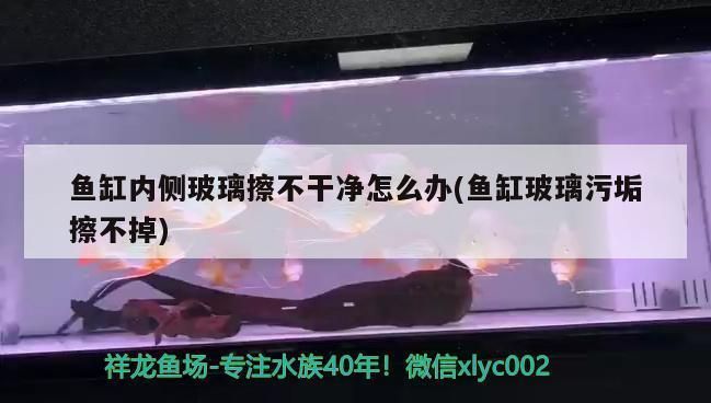 天津龍魚vs天津水族批發(fā)市場vs天津水族館vs天津魚缸批發(fā)市場vs祥龍魚場:天津地區(qū)的五個(gè)主要水產(chǎn)市場 祥龍魚場各市分站 第5張 天津龍魚vs天津水族批發(fā)市場vs天津水族館vs天津魚缸批發(fā)市場vs祥龍魚場:天津地區(qū)的五個(gè)主要水產(chǎn)市場 天津龍魚vs天津水族批發(fā)市場vs天津水族館vs天津魚缸批發(fā)市場vs祥龍魚場:天津地區(qū)的五個(gè)主要水產(chǎn)市場 祥龍魚場各市分站 第5張