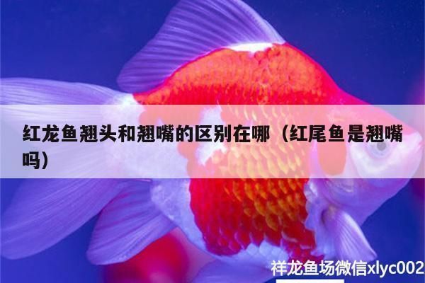 大湖魚紅龍分高背和低背嗎：大湖紅龍魚高背與低背的區別紅龍魚高背與低背的區別