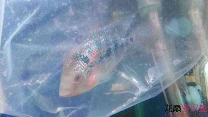 寬30的魚缸能養什么？適合小型魚缸的魚類及飼養指南，30厘米小型魚缸適合養什么魚？推薦品種及飼養要點