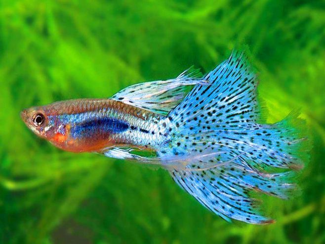 觀賞魚圖冊（如果你想了解更多關于觀賞魚的信息）