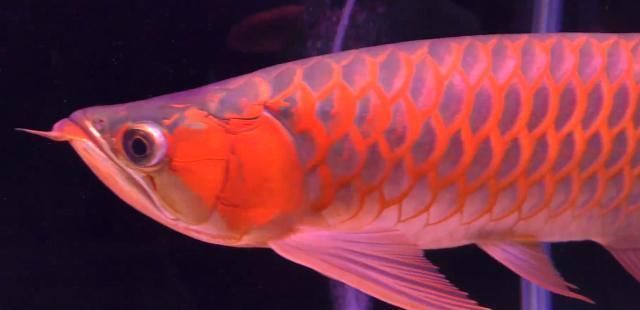 紅龍魚怎么看血統好壞：如何鑒別紅龍魚血統好壞