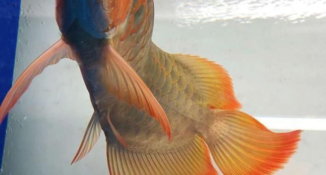 紅龍魚怎么看血統好壞：如何鑒別紅龍魚血統好壞