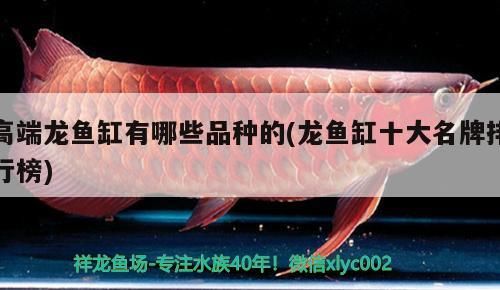 高端龍魚缸有哪些品種的(龍魚缸十大名牌排行榜)