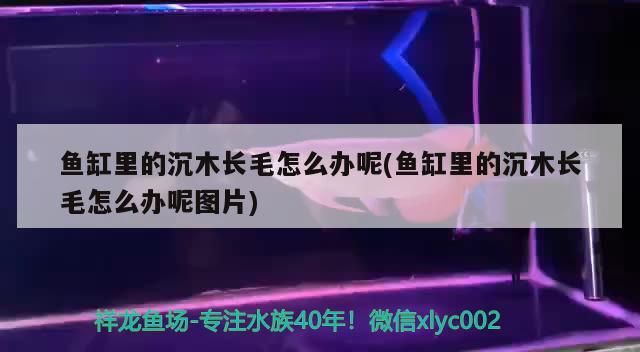 魚缸里的沉木長毛怎么辦呢(魚缸里的沉木長毛怎么辦呢圖片) 魚缸里的沉木長毛怎么辦呢(魚缸里的沉木長毛怎么辦呢圖片) 錦鯉魚百科 第3張