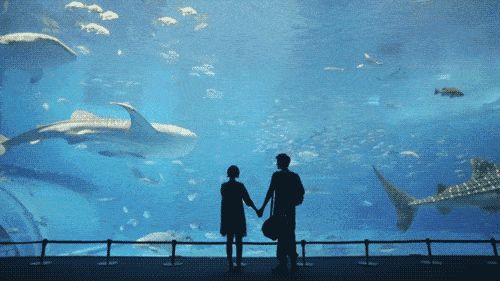 水族館動態壁紙圖片（水族館動態壁紙） 水族館動態壁紙圖片（水族館動態壁紙） 水族館百科（水族館加盟） 第2張