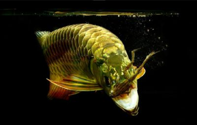 過背金龍魚用什么背景好看：如何選擇過背金龍魚的背景
